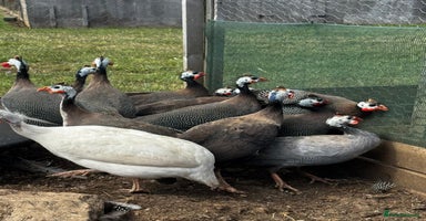 Guinea Fowl poultry - Advert 12