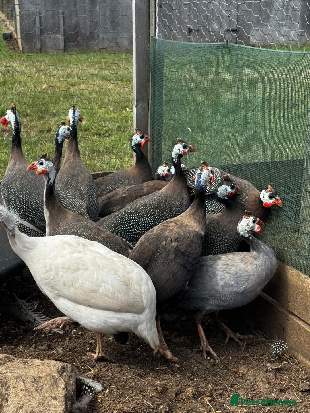 Guinea Fowl poultry for sale: Guinea Fowl - Image 3