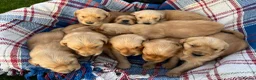 Golden Retriever dogs for sale: Beautiful KC Golden Retriever Puppies - Advert 10