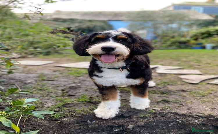 Bernedoodle dogs in Barnstaple - Advert 3
