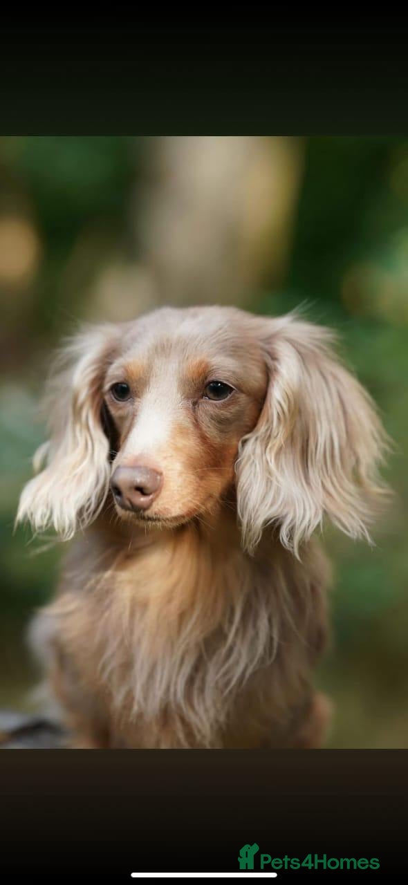Miniature Dachshund dogs Beautiful miniatures  - Advert 1