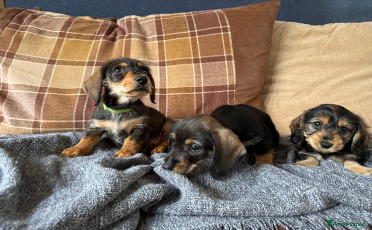 Dachshund dogs - Advert 1