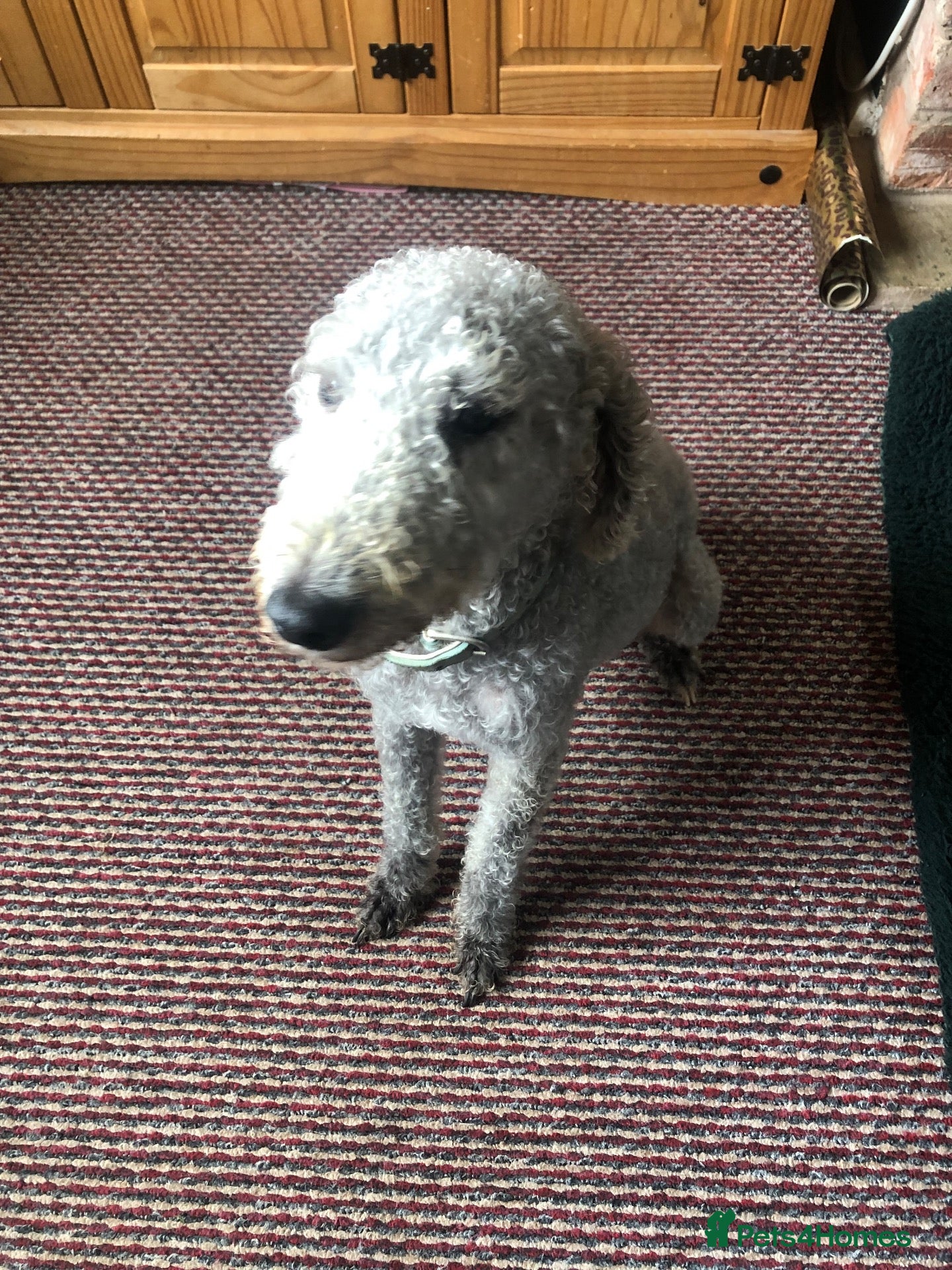 Bedlington Terrier dogs 1 lovely puppy left blue colour  - Advert 5