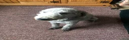 Bedlington Terrier dogs for sale: 4 lovely bedlington puppies  in Chipping Norton - Advert 5