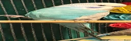 Budgerigars birds for sale: NON-FLYERS  Pair of Budgies – £40 for the pair - Advert 8