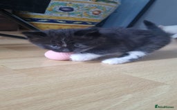 Mixed Breed cats for sale: Kittens for sale - Image 2