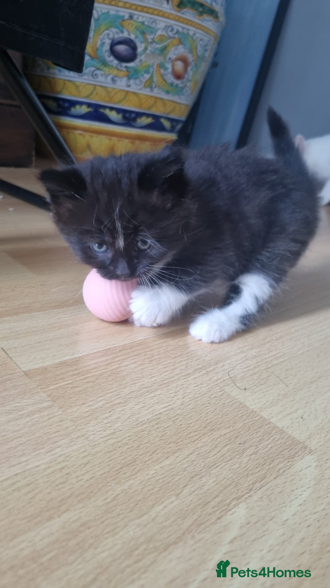 Mixed Breed cats for sale: Kittens for sale - Image 2