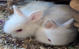 Lionhead rabbits for sale: 5 stunning lionhead baby rabbits  - Image 4