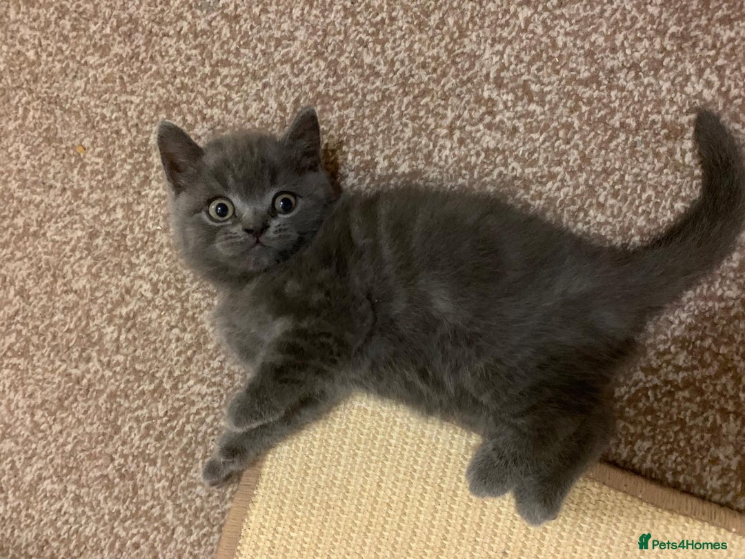 British Shorthair cats for sale: British Shorthair Kittens for Sale - Advert 5