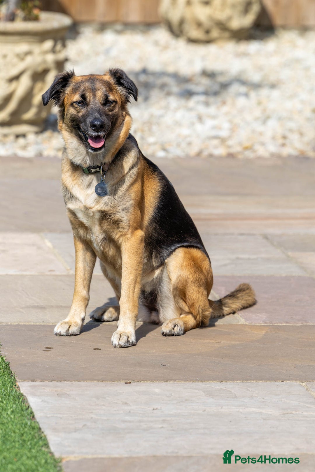 Mixed Breed dogs for adoption: Super Shelby - Image 10