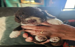 Mixed Breed dogs for sale: Cockerpoo puppys mini - Image 3