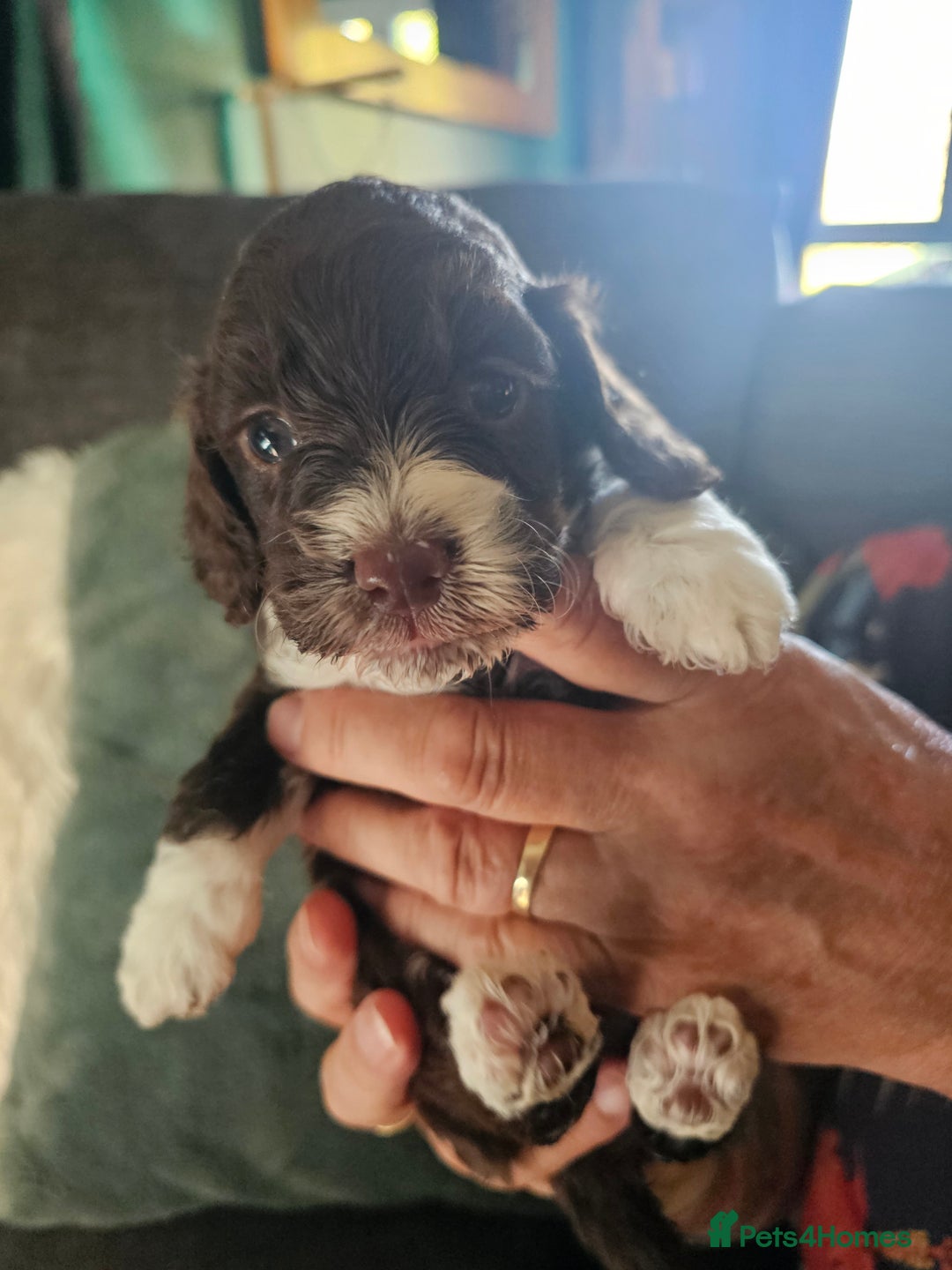 Mixed Breed dogs for sale: Cockerpoo puppys mini - Image 3