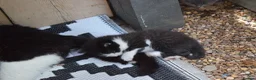Mixed Breed cats for sale: 3 of the fluffiest, friendliest kittens for sale! - Advert 23