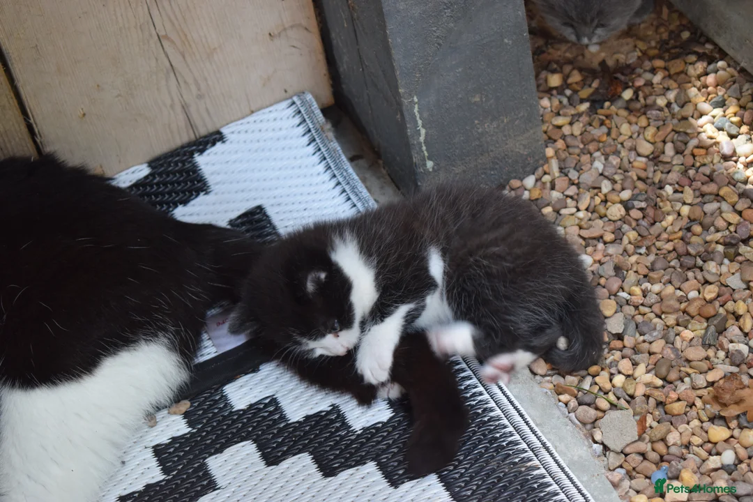 Mixed Breed cats for sale: 3 of the fluffiest, friendliest kittens for sale! - Advert 23