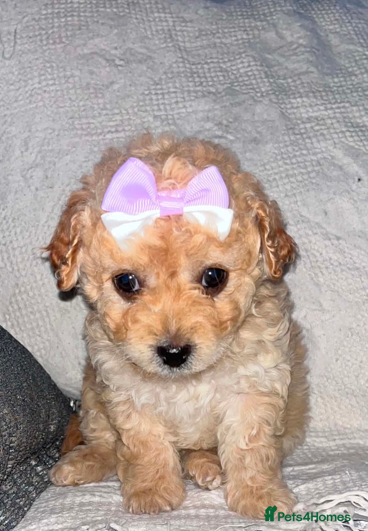 Maltipoo dogs Lovely Toy Maltipoo red curly hair puppies  - Advert 4