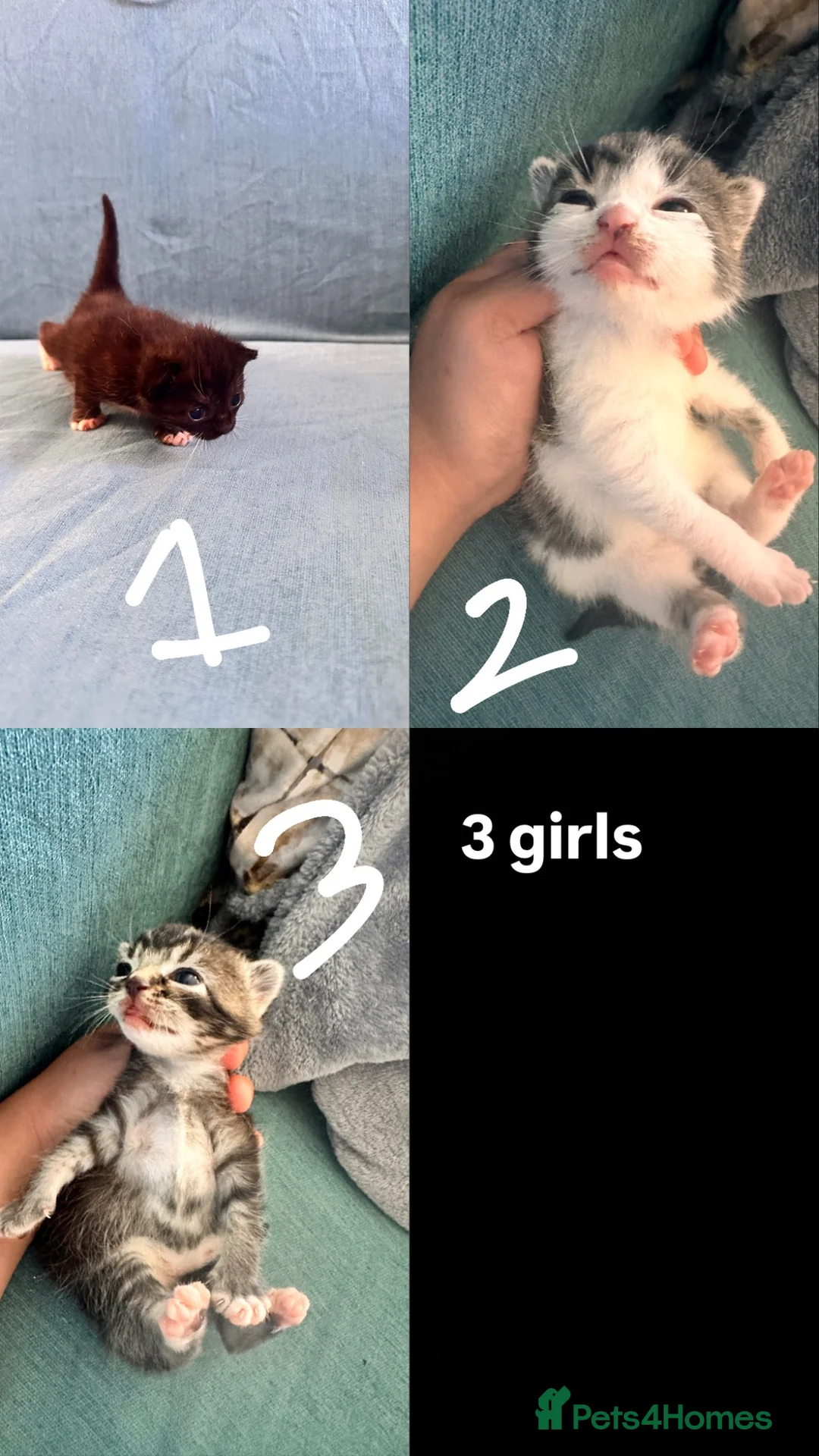 Mixed Breed cats for sale: 8 adorable kittens for sale in Hungerford - Advert 2