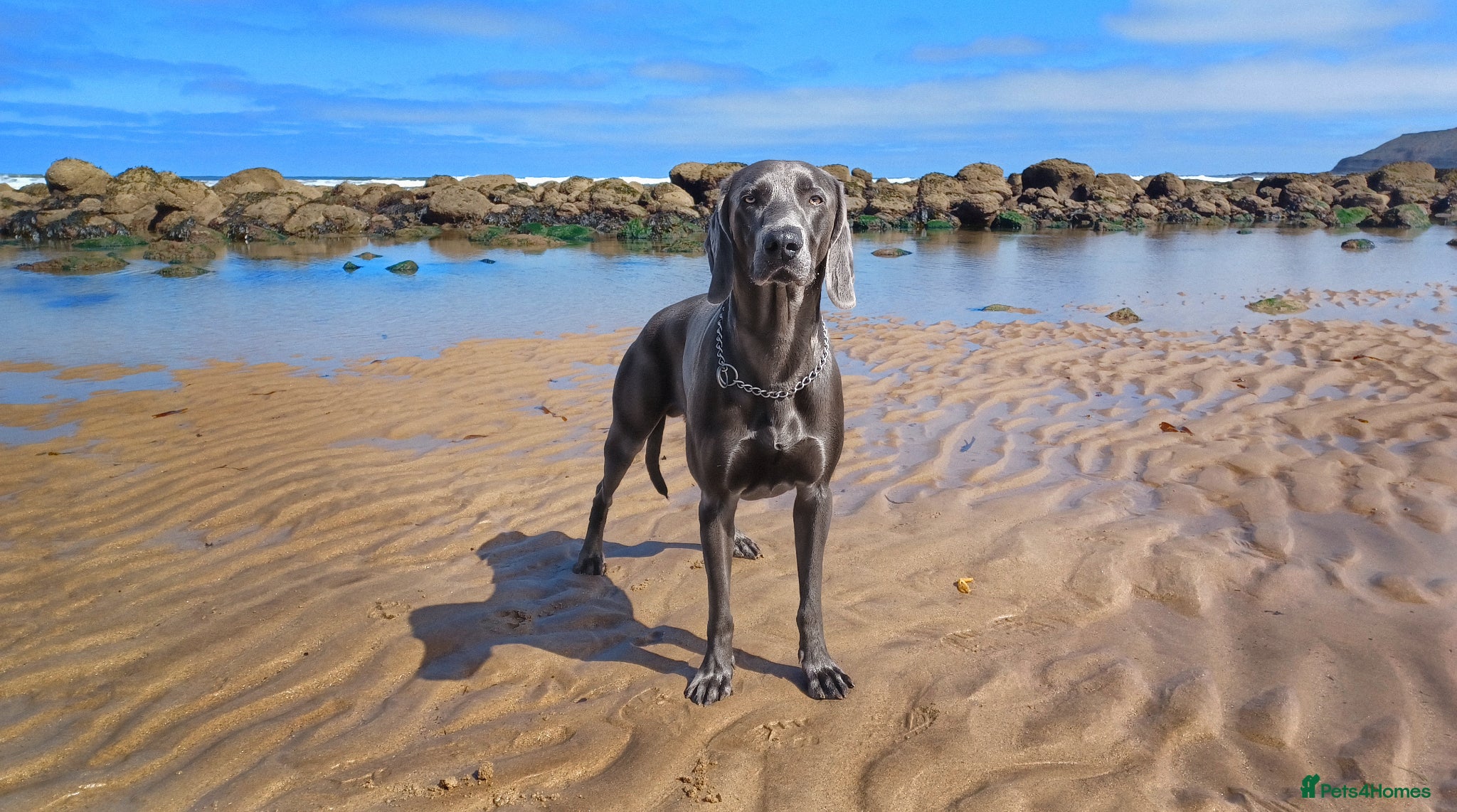 Weimaraner dogs 18 Month Old Blue Weimaraner For Stud - Advert 2