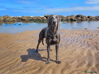 Weimaraner dogs 18 Month Old Blue Weimaraner For Stud - Advert 2