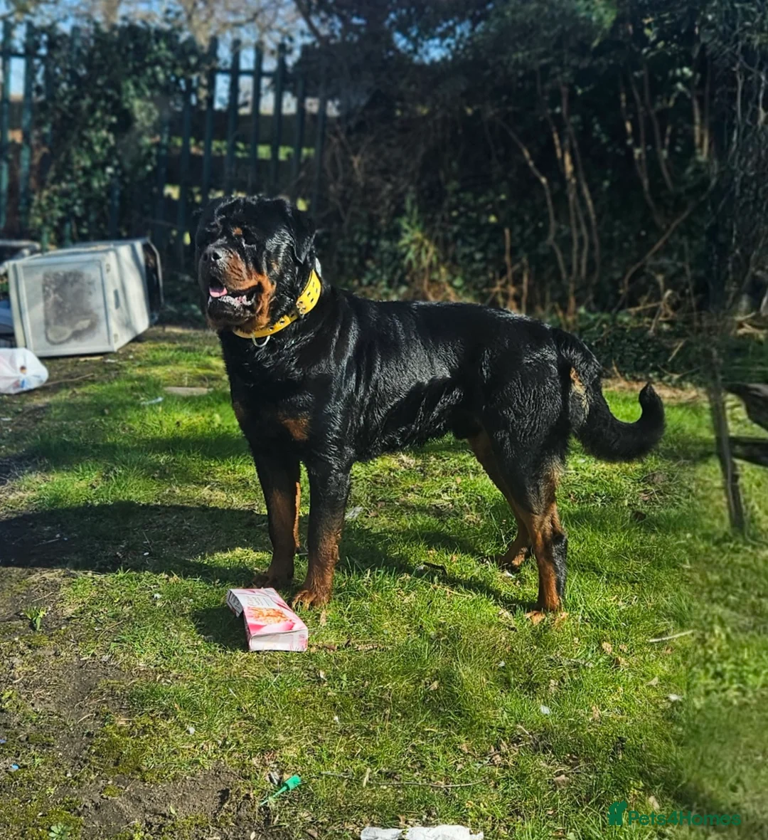 Rottweiler dogs for sale: Parlo 3 not 2 (mistake) - Advert 2