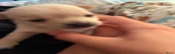 Chihuahua dogs for sale: Chihuahua puppies  in Sheerness - Advert 5