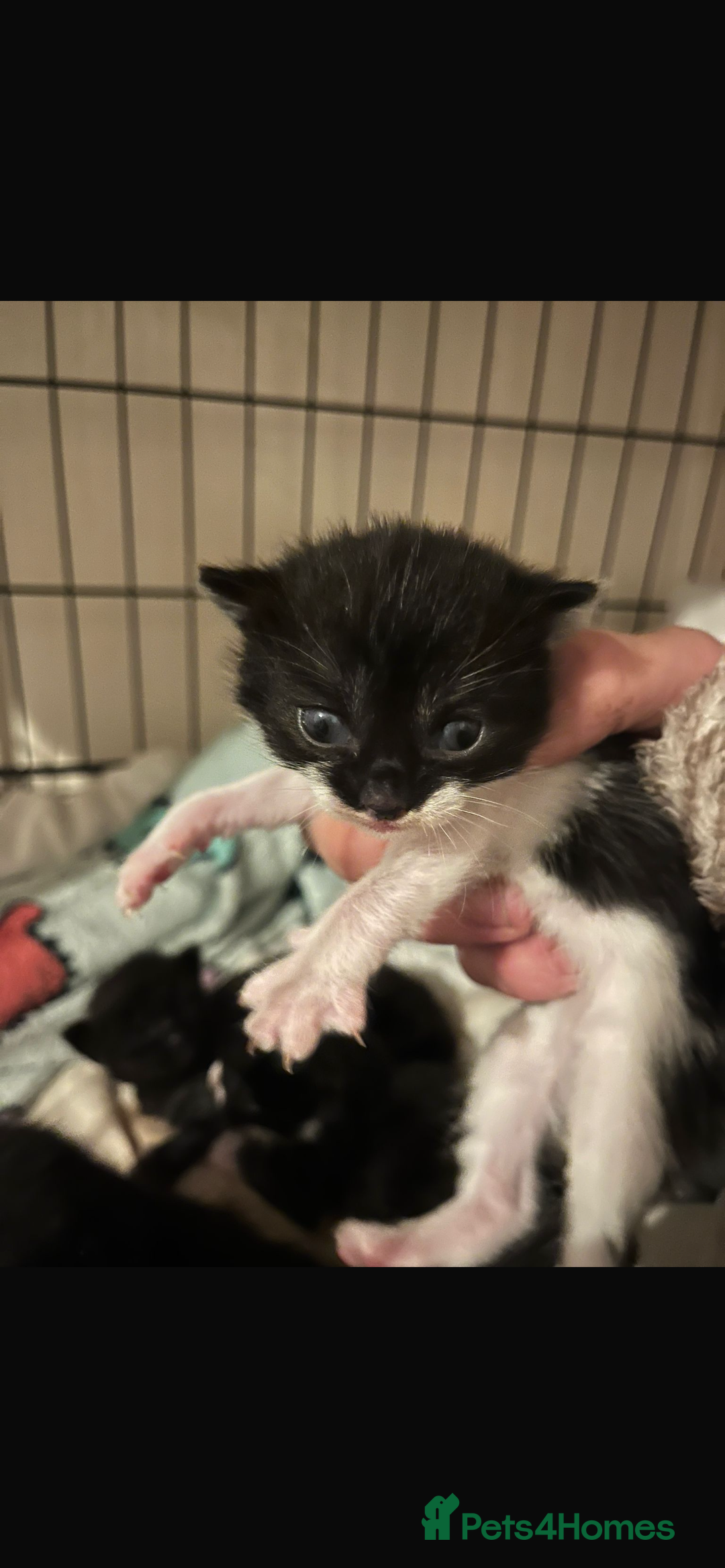 Domestic Shorthair cats for sale: Beautiful kittens - Image 12