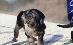 Cockapoo dogs for sale: F1 Cockapoo puppies for sale - Advert 26
