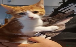 Maine Coon cats for sale: Rare ginger female kitten needing a home  - Image 1
