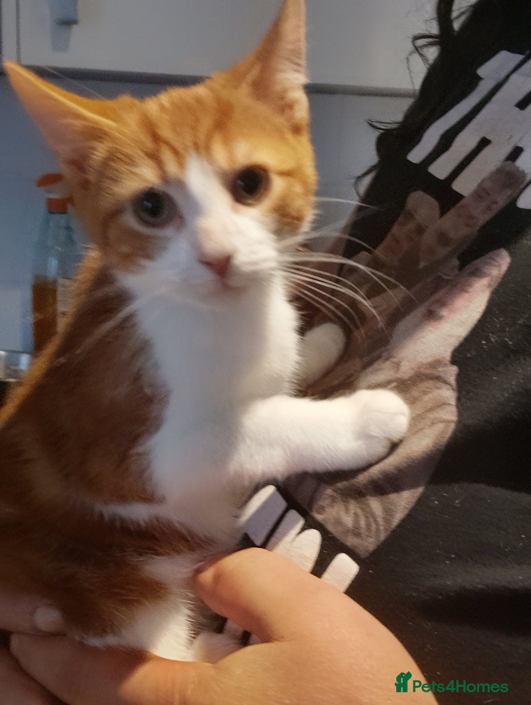 Maine Coon cats for sale: Rare ginger female kitten needing a home  - Image 1