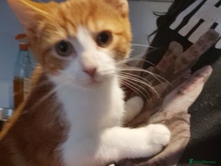 Maine Coon cats - Advert 25