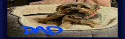Chihuahua dogs for sale: Two small Yorkshire terriers for sale - Advert 3