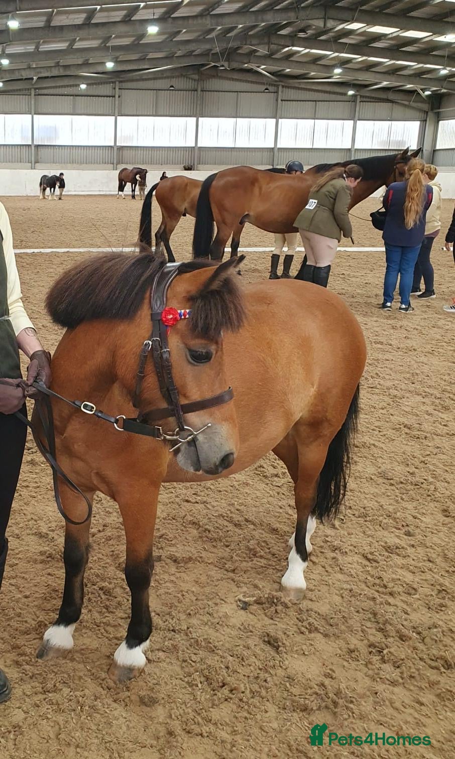 Welsh Section A horses Muffin 3 year old mare turning 4 - Advert 1