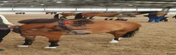 Welsh Section A horses for sale: Muffin 3 year old mare turning 4 - Advert 1