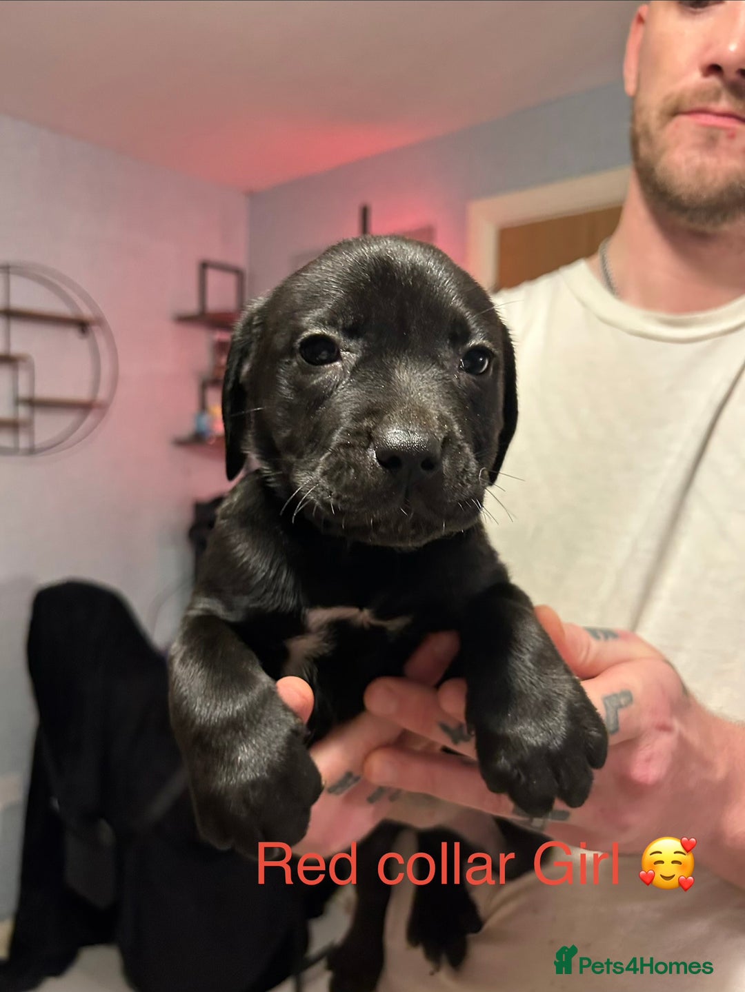 Mixed Breed dogs for sale: 2 boys and 5 girls Labrador X cross puppy’s 🥰 - Image 6