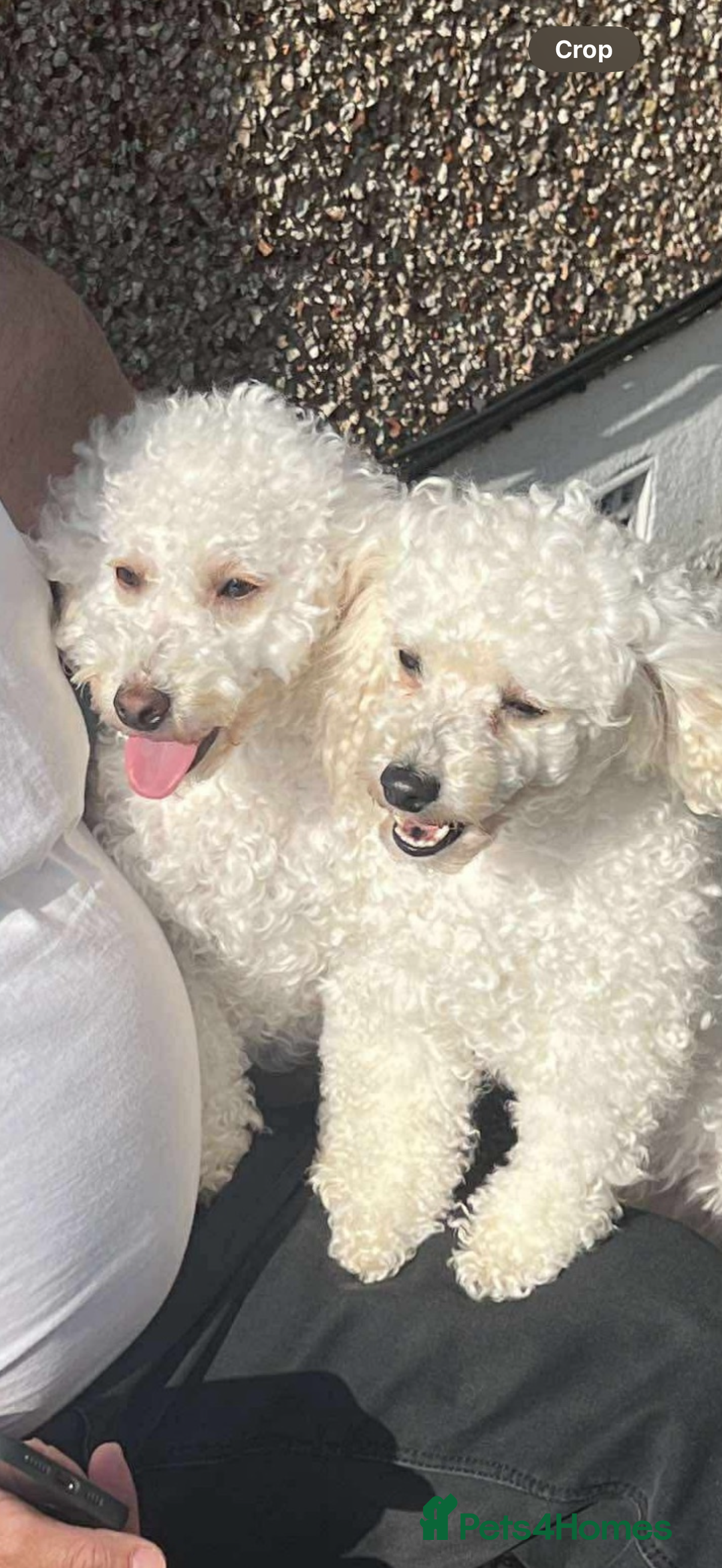 Toy Poodle dogs for sale: Cute playful toy poodle boy puppy - Advert 2