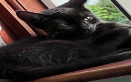 Mixed Breed cats for sale: A black cat - Image 11