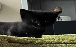 Mixed Breed cats for sale: 4  GORGEOUS TABBY/TORTOISHELL GIRLS.   - Image 27