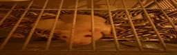 Rat rodents for sale: 3 beautiful white fancy rats in Leeds - Advert 3