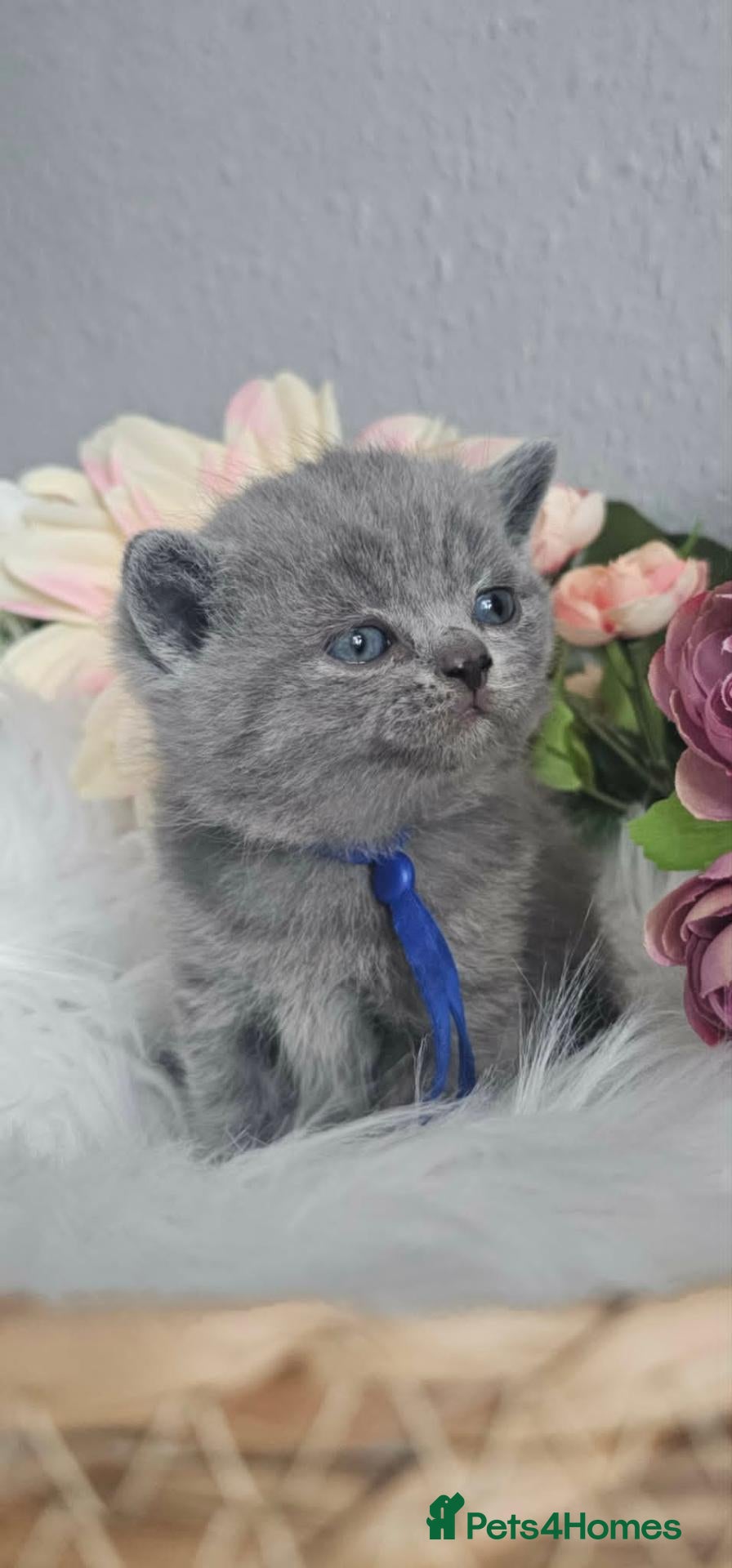 British Shorthair cats GCCF Registered British Shorthair Kittens - Advert 2