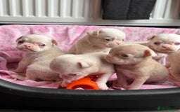 Pug dogs for sale: 7 boys ready to go next week!!!🩵 - Image 13