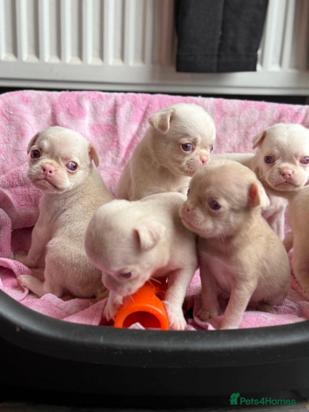 Pug dogs for sale: 7 boys ready to go next week!!!🩵 - Image 13
