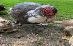 Ducks poultry for sale: Muscovy ducks - Image 4