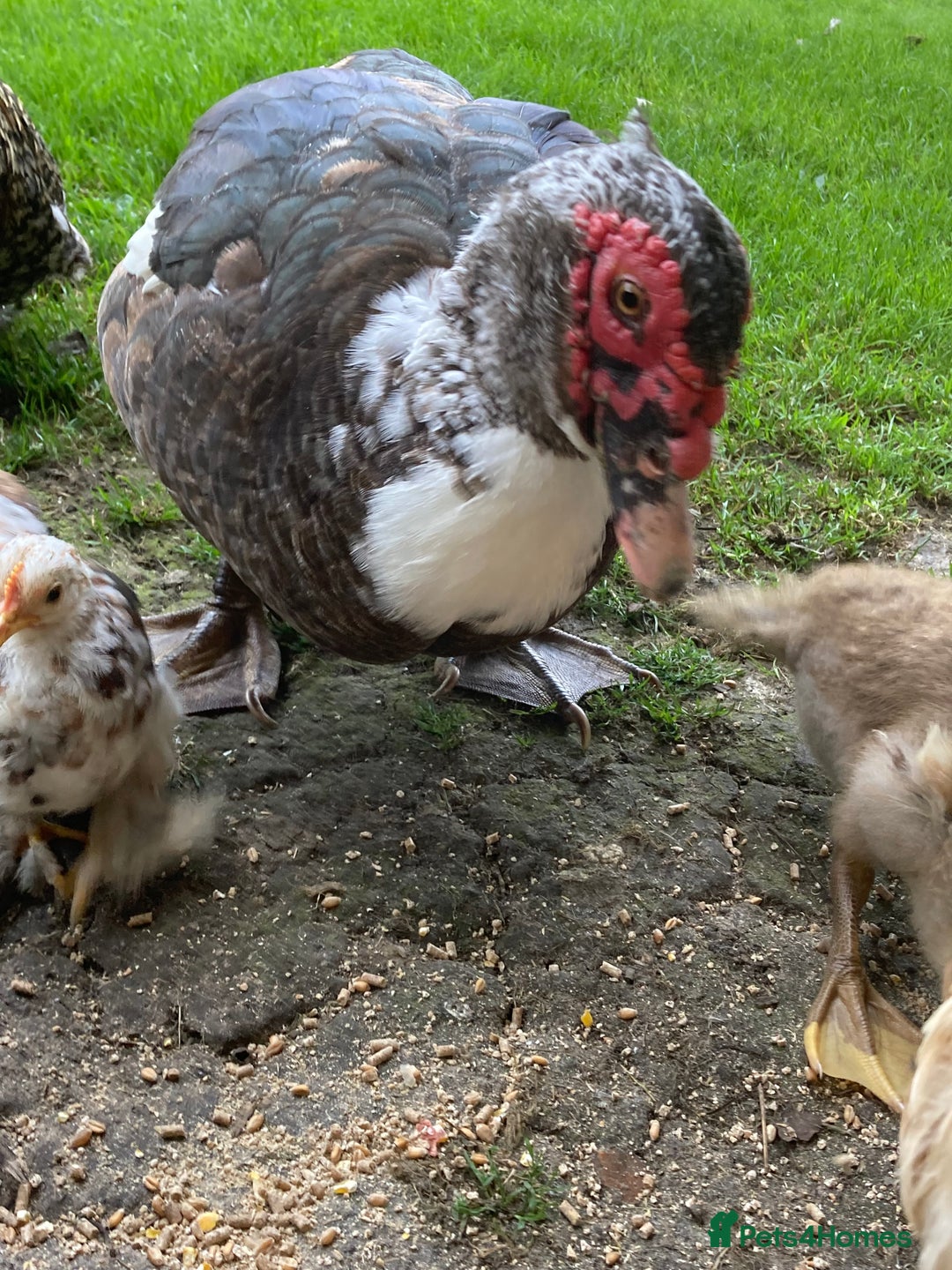 Ducks poultry for sale: Muscovy ducks - Image 4