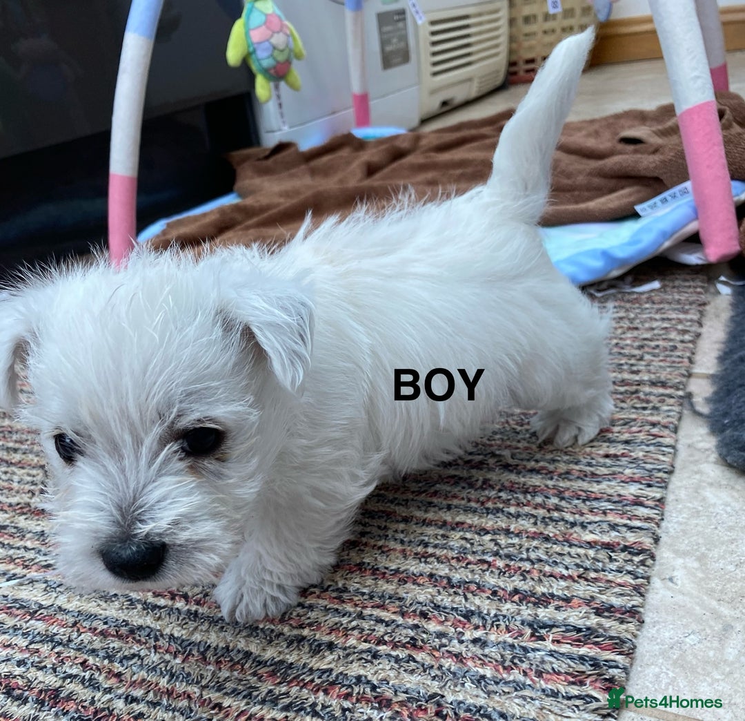 West Highland Terrier dogs for sale: 1 WESTiE BOY AVAILABLE!! - Image 13
