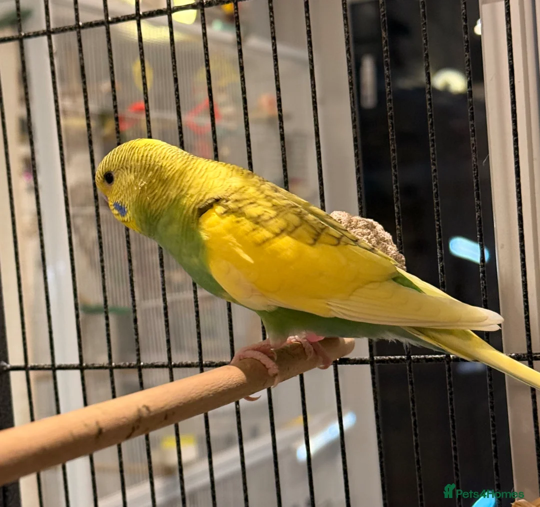 Budgerigars birds for sale: BEAUTIFUL 7-WEEK-OLD BABY BUDGIE male for sale - Advert 7
