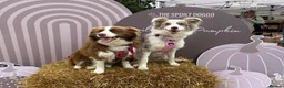 Border Collie dogs for sale: Gorgeous KC Registered Border Collies Ready now  - Advert 13