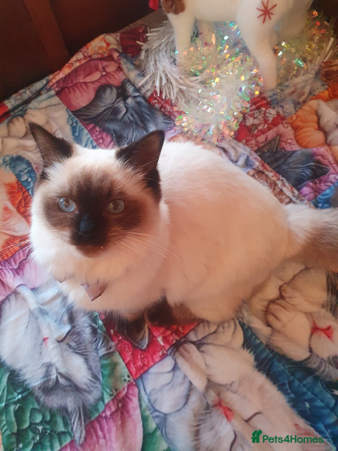 Ragdoll cats for sale: Mink & traditional Ragdolls - Advert 33