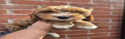 Cockapoo dogs for sale: 10 week old Cockapoo in Worcester - Advert 2