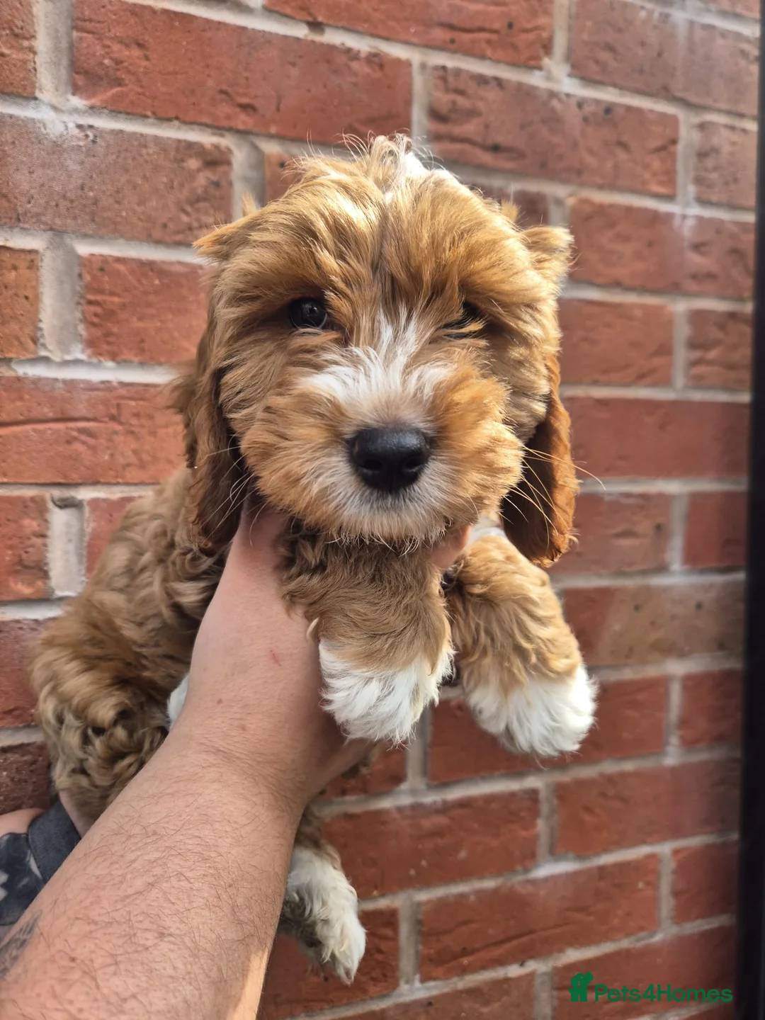 Cockapoo dogs for sale: 10 week old Cockapoo in Worcester - Advert 2