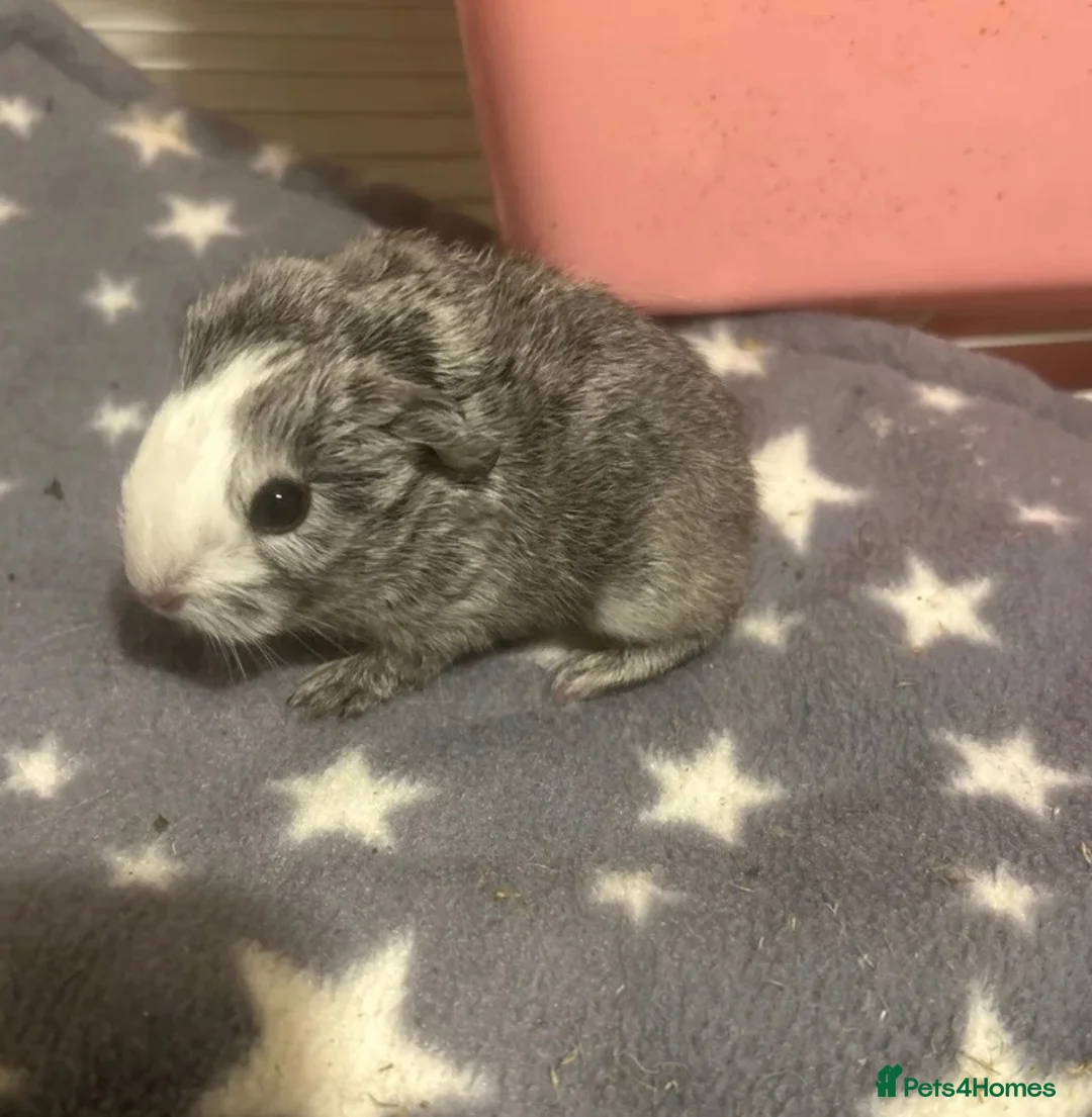 Guinea Pig rodents for sale: Sows now available :)  - Advert 1