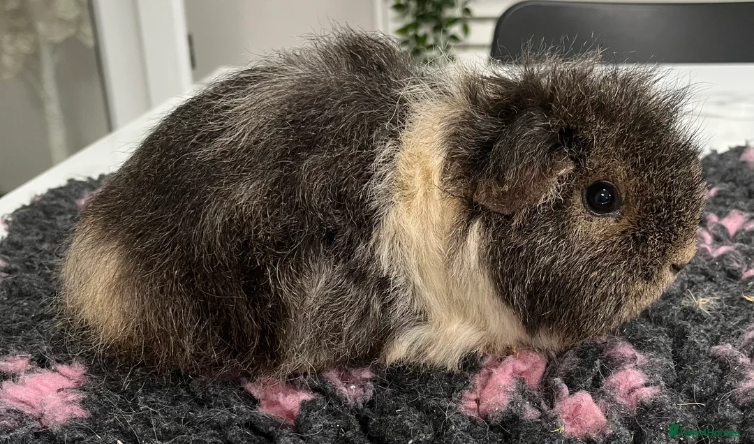 Guinea Pig rodents for sale: Sheltie (silky), coronet, Texel, Merino guinea pig - Advert 6